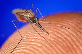 Кого комары &quot;любят&quot; больше?
