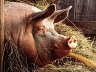Проживание вблизи свинофермы может стать причиной гипертонии