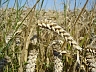 В настоящее время пшеница уже не является полезным для здоровья продуктом