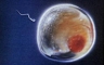 Метаморфозы яйцеклетки: зарождение, созревание, оплодотворение