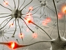 Новый белок. Ключевое звено восстановительной неврологии?