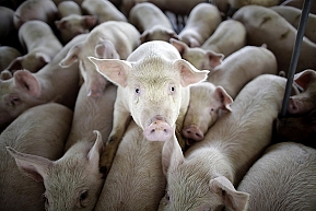 В Америке зафиксирован первый смертельный случай, вызванный свиным гриппом