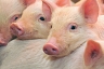 Свинья станет источником донорских органов
