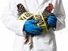 Новая разновидность птичьего гриппа «набирает обороты» в Китае