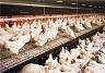 Производители мяса – крупнейшие потребители антибиотиков