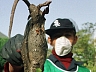 Тегеран столкнулся с нашествием крыс-мутантов