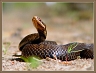 Молодой австралиец выжил после укуса змеи, чей яд токсичнее яда кобры в 180 раз