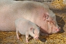 Запрет Украиной ввоза свинины из Белоруссии
